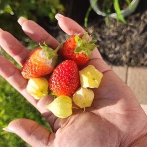 Strawberry Starter (Everberry)