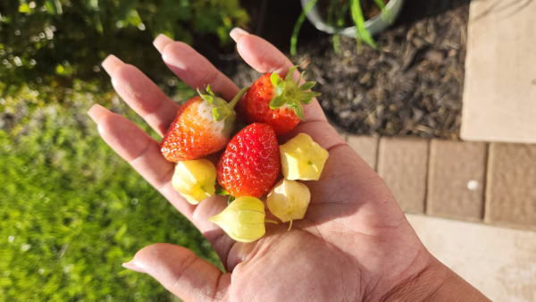 Strawberry Starter (Everberry)