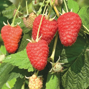 Raspberry Starter