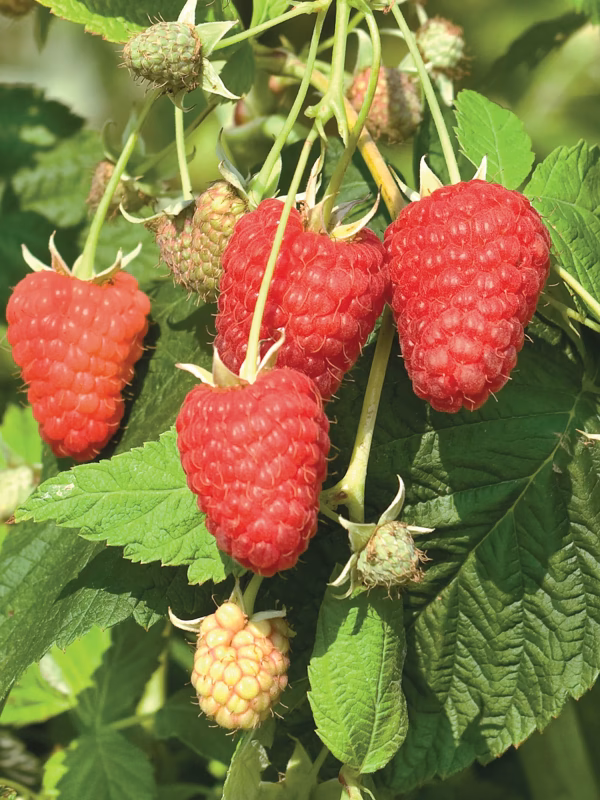 Raspberry Starter